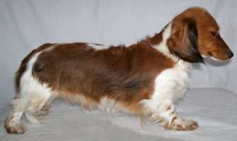 Long haired on sale piebald mini dachshund