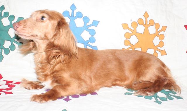 North Eden Dachshunds Breeders Of Quality Miniature Dachshunds