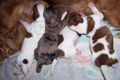 Seven and pups